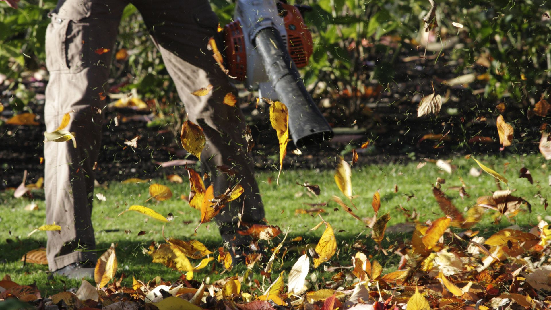 A man using a leaf blower to cut leaves
