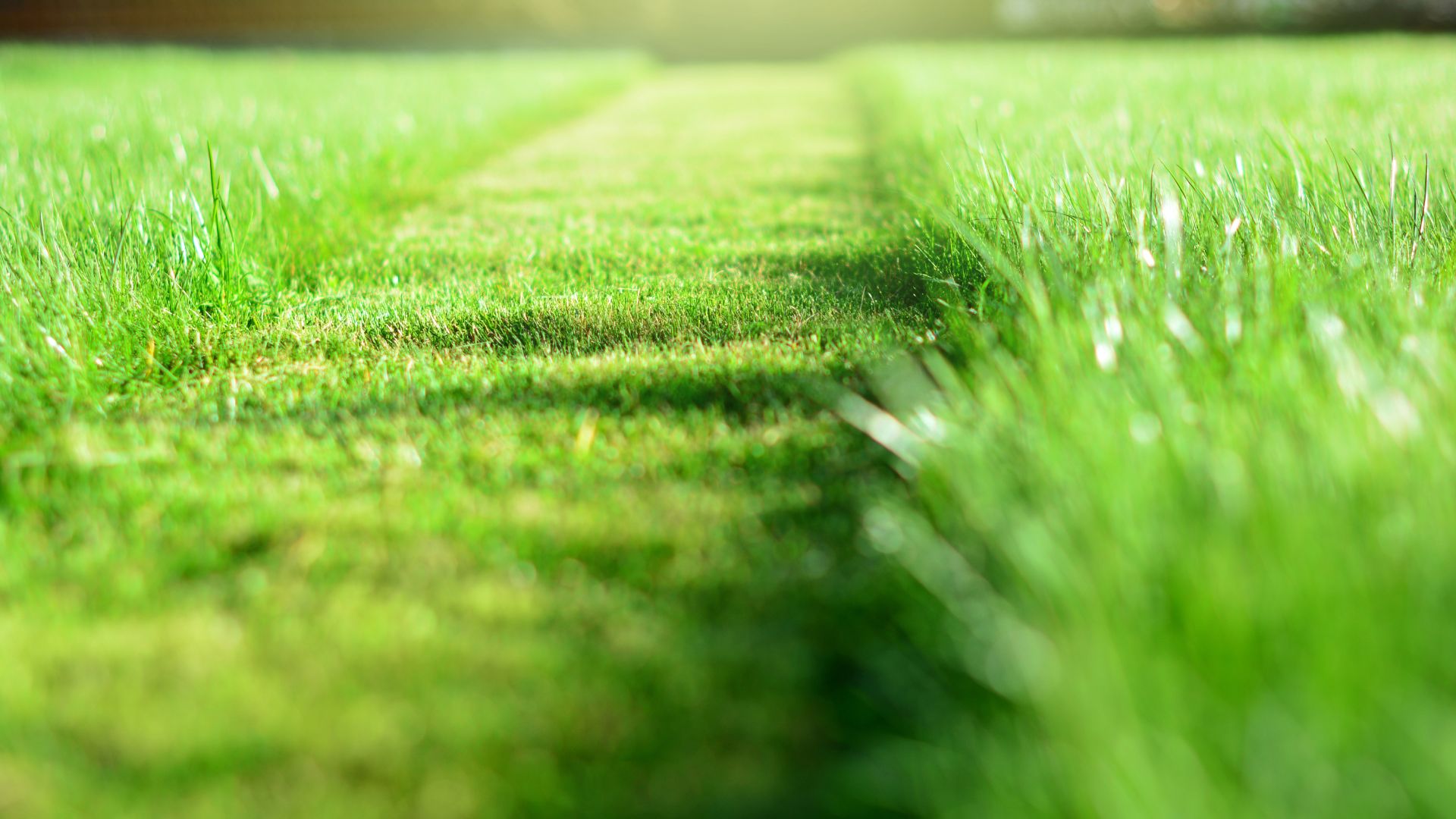 A green grass field with a path going through it