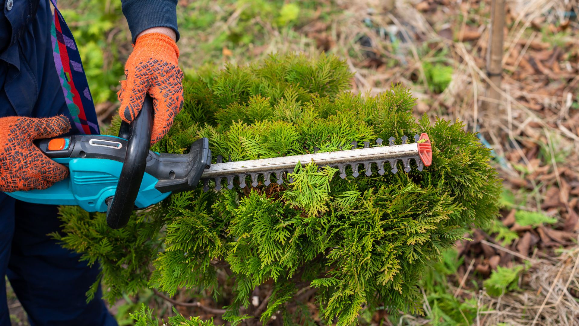 A man is trimming a bush with a hedge trimmer